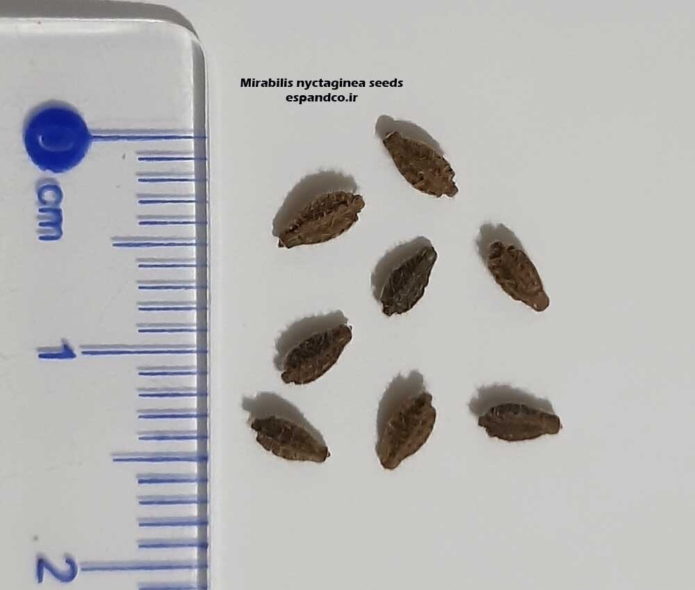 Mirabilis nyctaginea seeds
